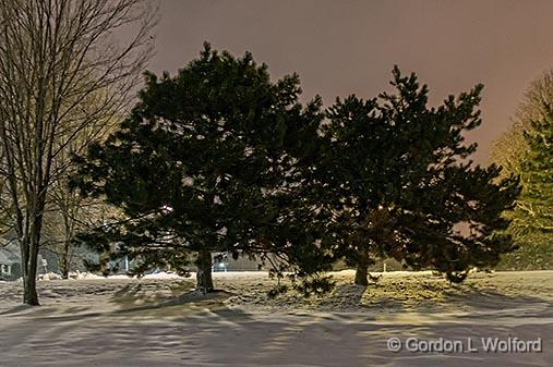 Pines At Night_34210-2.jpg - Photographed at Smiths Falls, Ontario, Canada.